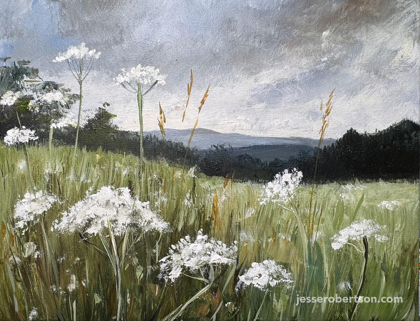 Queen Anne's Lace