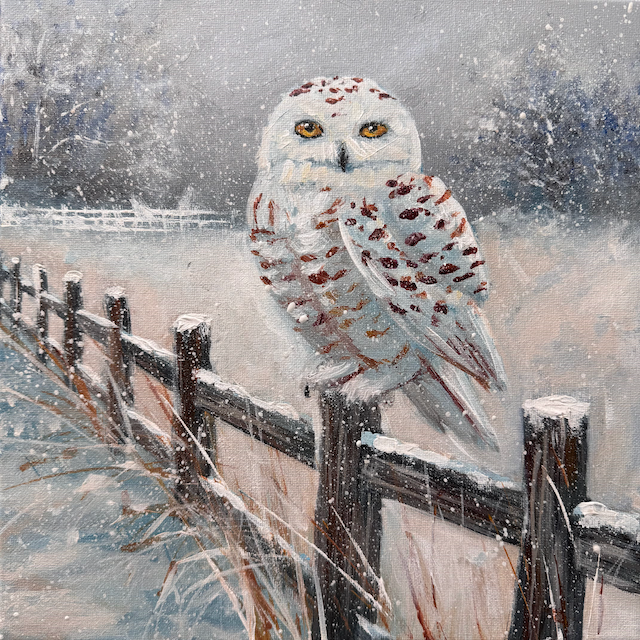 Snowy Owl