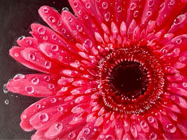 Gerbera Daisy
