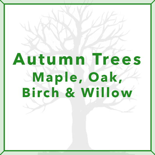 Tree Challenge - Autumn Trees