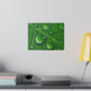Water Droplets on Leaf | Matte Canvas, Stretched